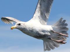 (Glaucous-winged Gull) juvenile flies (Glaucous-winged Gull) juvenile flies
