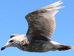 (Glaucous-winged Gull) juvenile flying (Glaucous-winged Gull) juvenile flying