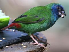 (Tricolored Parrotfinch) standing (Tricolored Parrotfinch) standing