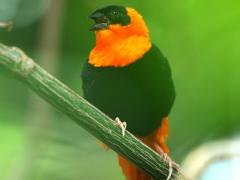 (Northern Red Bishop) male sings (Northern Red Bishop) male sings