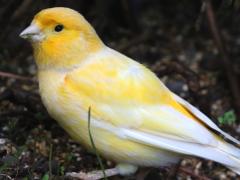 (Atlantic Canary) yellow (Atlantic Canary) yellow