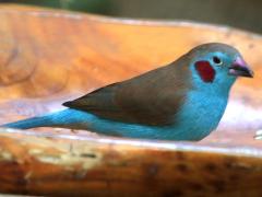 (Red-cheeked Cordon-bleu) male (Red-cheeked Cordon-bleu) male
