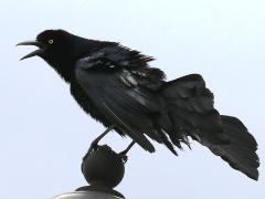 (Great-tailed Grackle) male calling (Great-tailed Grackle) male calling