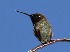 (Black-chinned Hummingbird) male dorsal (Black-chinned Hummingbird) male dorsal