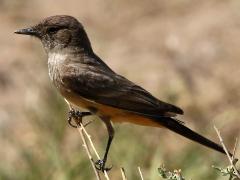 (Say's Phoebe) perching (Say's Phoebe) perching
