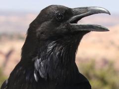 (Common Raven) calling (Common Raven) calling