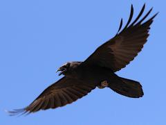 (Common Raven) flying (Common Raven) flying