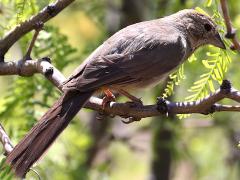 (Canyon Towhee) dorsal (Canyon Towhee) dorsal