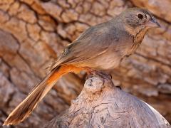 (Canyon Towhee) lateral (Canyon Towhee) lateral