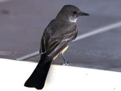(Say's Phoebe) dorsal (Say's Phoebe) dorsal