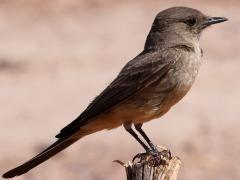 (Say's Phoebe) lateral (Say's Phoebe) lateral