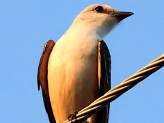 (Scissor-tailed Flycatcher) male frontal (Scissor-tailed Flycatcher) male frontal