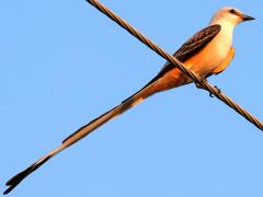 (Scissor-tailed Flycatcher) male lateral (Scissor-tailed Flycatcher) male lateral