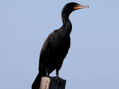 (Double-crested Cormorant) standing (Double-crested Cormorant) standing