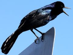 (Boat-tailed Grackle) male calling (Boat-tailed Grackle) male calling