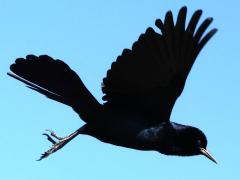 (Boat-tailed Grackle) male flapping (Boat-tailed Grackle) male flapping