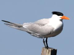 (Royal Tern) standing (Royal Tern) standing