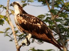 (Osprey) profile (Osprey) profile