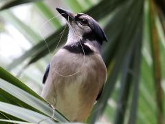 (Blue Jay) belly (Blue Jay) belly