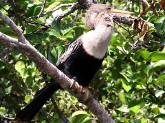 (Anhinga) female perching (Anhinga) female perching