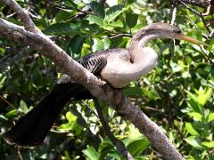 (Anhinga) female profile (Anhinga) female profile