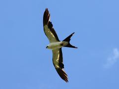 (Swallow-tailed Kite) soars (Swallow-tailed Kite) soars