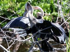 (Anhinga) feeding (Anhinga) feeding