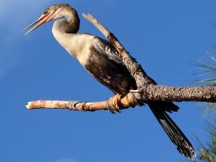 (Anhinga) female perching (Anhinga) female perching