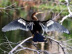 (Anhinga) male cooling (Anhinga) male cooling