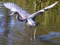 (Tricolored Heron) dancing (Tricolored Heron) dancing