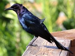 (Boat-tailed Grackle) male (Boat-tailed Grackle) male
