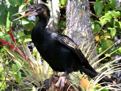 (Anhinga) male perching (Anhinga) male perching