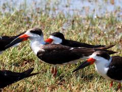 (Black Skimmer) flock (Black Skimmer) flock