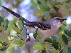 (Northern Mockingbird) calling (Northern Mockingbird) calling
