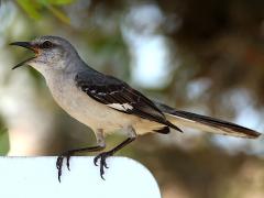(Northern Mockingbird) singing (Northern Mockingbird) singing