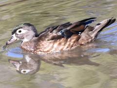 (Wood Duck) female (Wood Duck) female