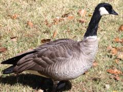 (Cackling Goose) standing (Cackling Goose) standing