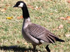 (Cackling Goose) walking (Cackling Goose) walking