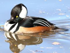 (Hooded Merganser) male (Hooded Merganser) male
