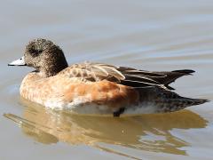 (American Wigeon) female (American Wigeon) female