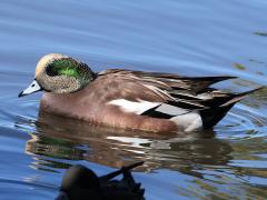 (American Wigeon) male (American Wigeon) male