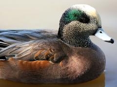 (American Wigeon) male head (American Wigeon) male head