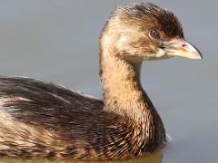 (Pied-billed Grebe) frontal (Pied-billed Grebe) frontal