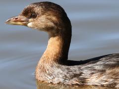 (Pied-billed Grebe) lateral (Pied-billed Grebe) lateral