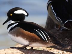 (Hooded Merganser) male (Hooded Merganser) male