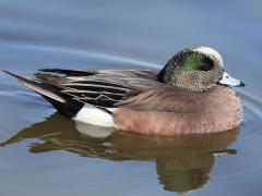 (American Wigeon) male (American Wigeon) male