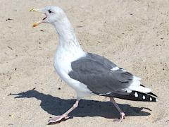 (Western Gull) calling (Western Gull) calling