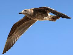 (Western Gull) juvenile flying downstroke (Western Gull) juvenile flying downstroke
