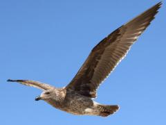 (Western Gull) juvenile flying upstroke (Western Gull) juvenile flying upstroke