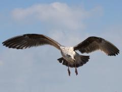 (Western Gull) juvenile landing (Western Gull) juvenile landing